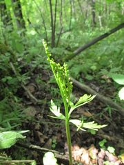 Botrychium lanceolatum