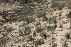 Anchusa