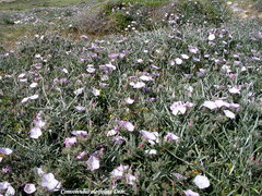 Convolvulus oleifolius