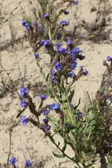 Anchusa