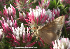 Trifolium pamphylicum
