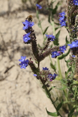 Anchusa