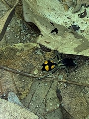 Traumatomutilla guarata