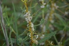 Cuscuta cuspidata