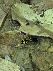 Traumatomutilla guarata