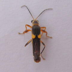 Trypherus latipennis