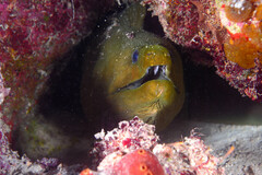 Gymnothorax funebris
