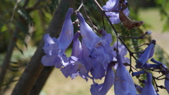 Jacaranda mimosifolia