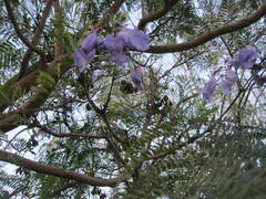 Jacaranda mimosifolia