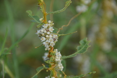 Cuscuta cuspidata