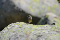 Phylloscopus griseolus