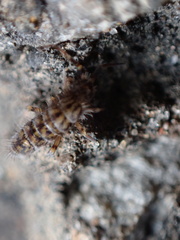Orchesella villosa