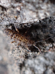 Orchesella villosa