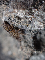 Orchesella villosa