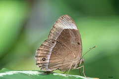 Mycalesis anaxias