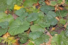 Geum macrophyllum perincisum