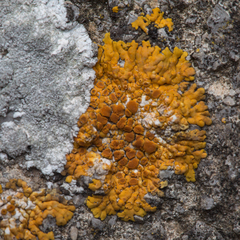 Variospora flavescens