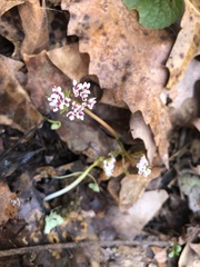Erigenia bulbosa