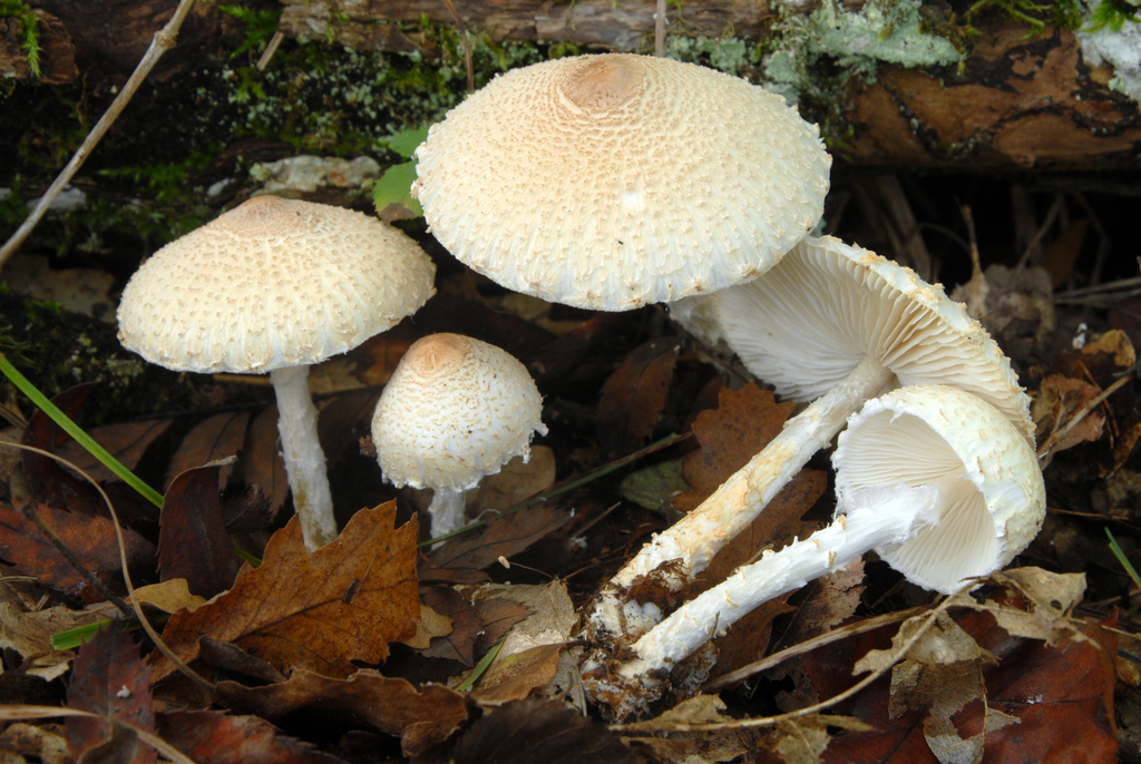 Lepiota clypeolaria, Jamur Cantik yang Perlu Diwaspadai