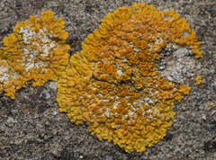 Variospora flavescens