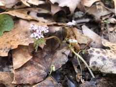 Erigenia bulbosa