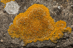 Variospora flavescens