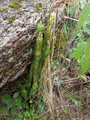 Phlegmariurus saururus