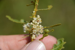 Cuscuta cuspidata