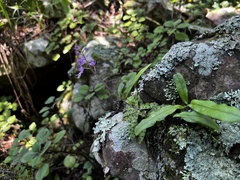 Stenoglottis fimbriata