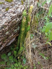 Phlegmariurus saururus