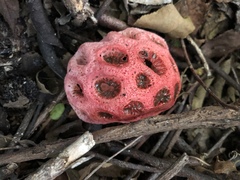 Clathrus crispus