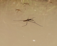 Aquarius chilensis