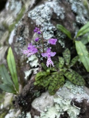 Stenoglottis fimbriata
