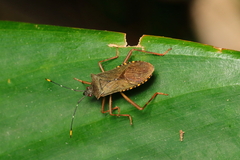 Leptoscelis elongator