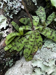 Stenoglottis fimbriata
