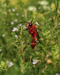 Sphex latreillei