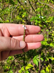 Stachytarpheta urticifolia