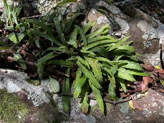 Stenoglottis fimbriata