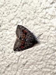 Hydriomena nubilofasciata