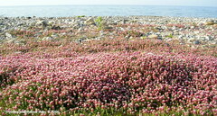 Trifolium pamphylicum