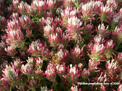 Trifolium pamphylicum