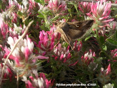 Trifolium pamphylicum