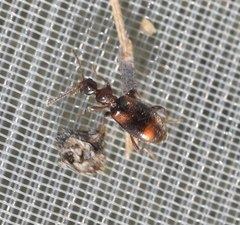 Cyclodinus constrictus