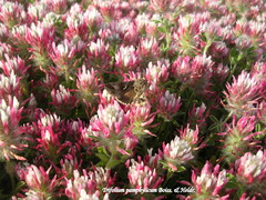 Trifolium pamphylicum