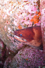 Gymnothorax unicolor