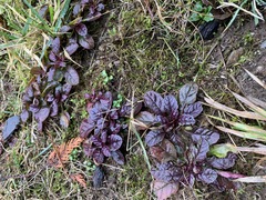 Ajuga
