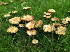 Marasmius oreades
