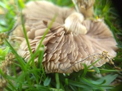 Marasmius oreades