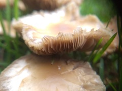 Marasmius oreades