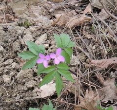 Cardamine quinquefolia